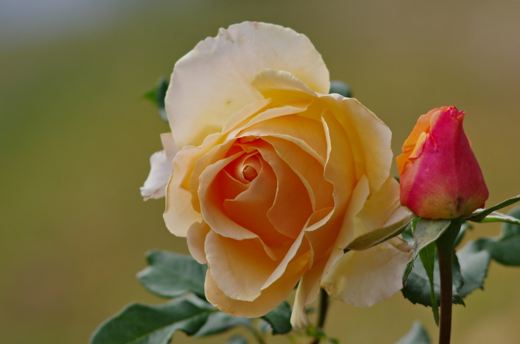 薔薇　オークランド