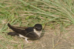 イワツバメ４０