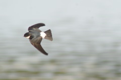 それでも飛ぶ！