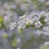 ユキヤナギ　ラスト