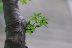 青もみじ