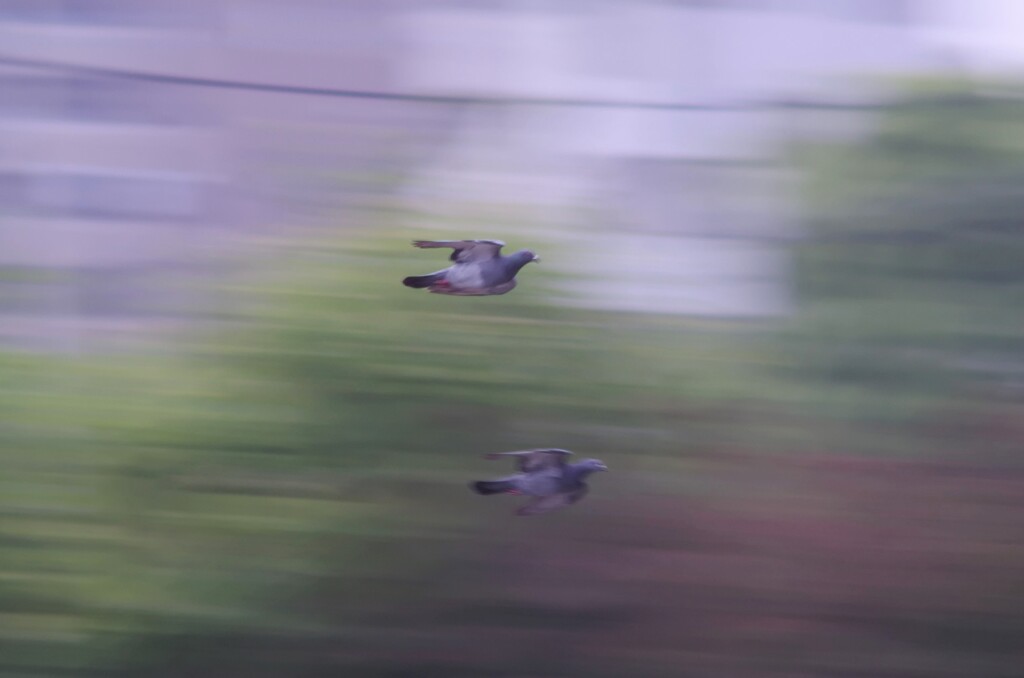 鳩 × 2