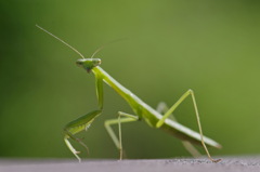 カマキリ