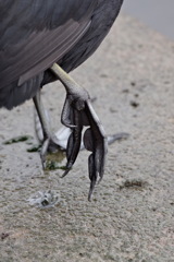 足の裏（オオバン）