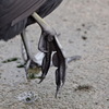 足の裏（オオバン）