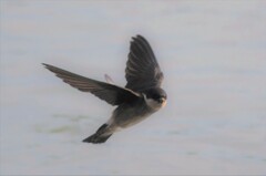 イワツバメ４３