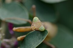 ハラビロカマキリ２(褐色型)