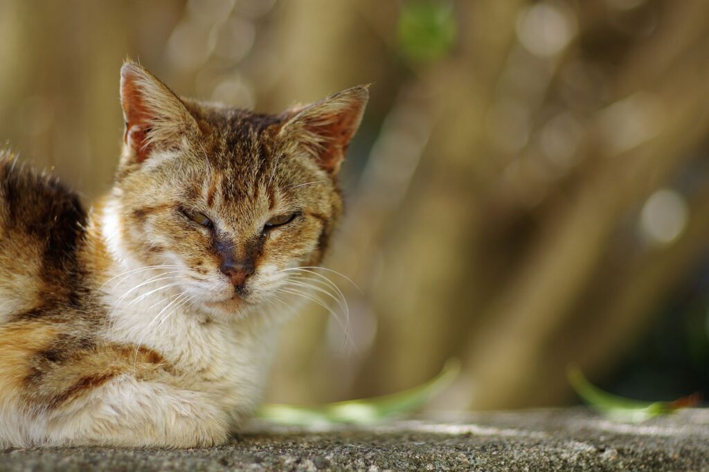 相島の猫９