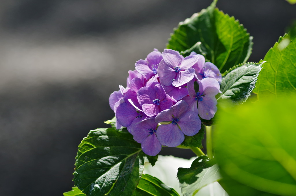 １０月の紫陽花