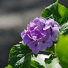 １０月の紫陽花