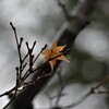 雨にぬれても