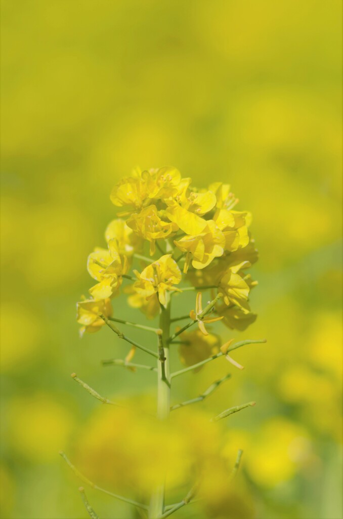 菜の花畑