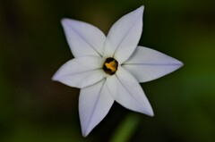 ハナニラ