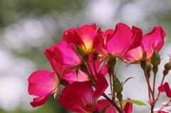 薔薇　カクテル
