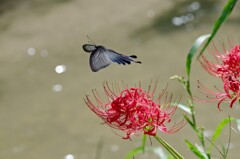 クロアゲハ４