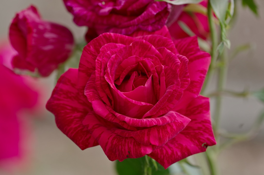 薔薇　レッドインテューション