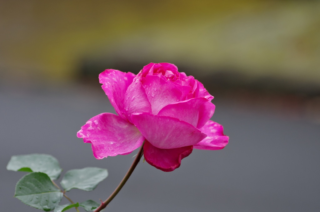 薔薇　イヴピアジェ