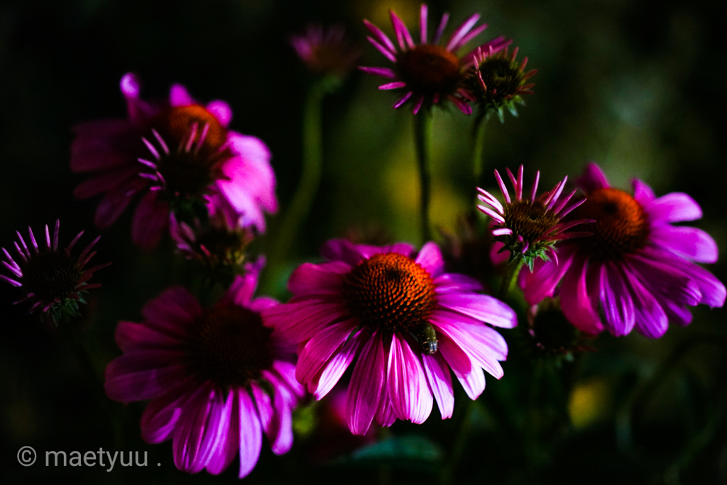 カラーの花