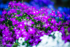 道端の草花