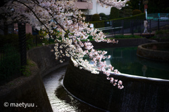 円筒分水と桜