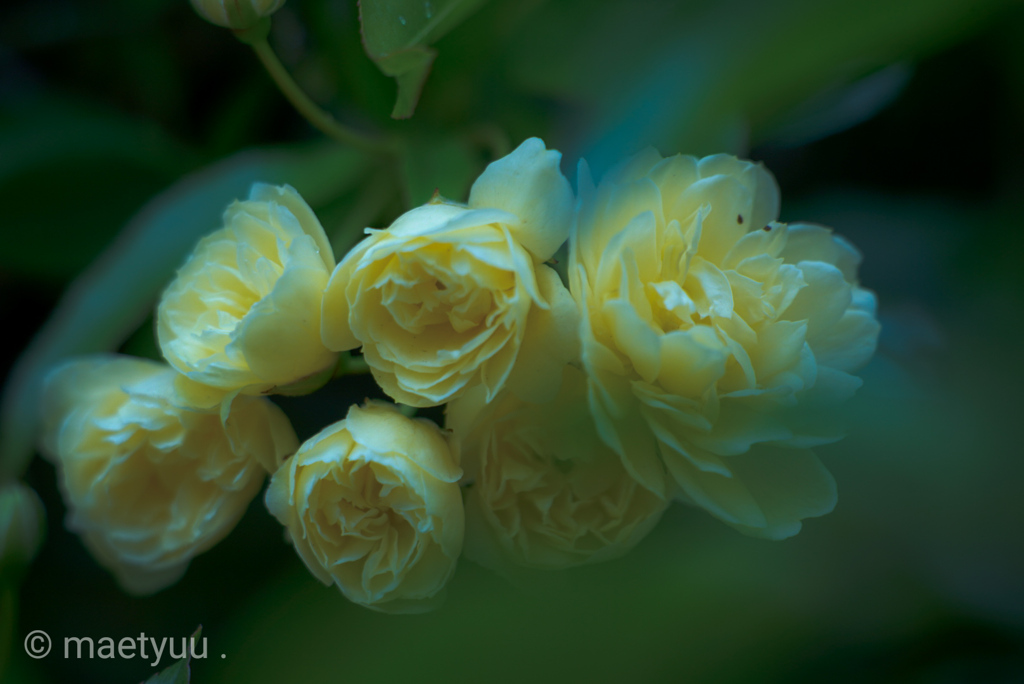 さてここで問題です。この花の名前は？？