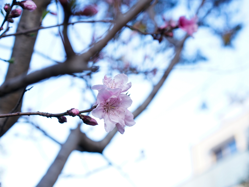 今朝見た花