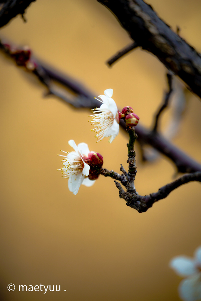 First Plum tree