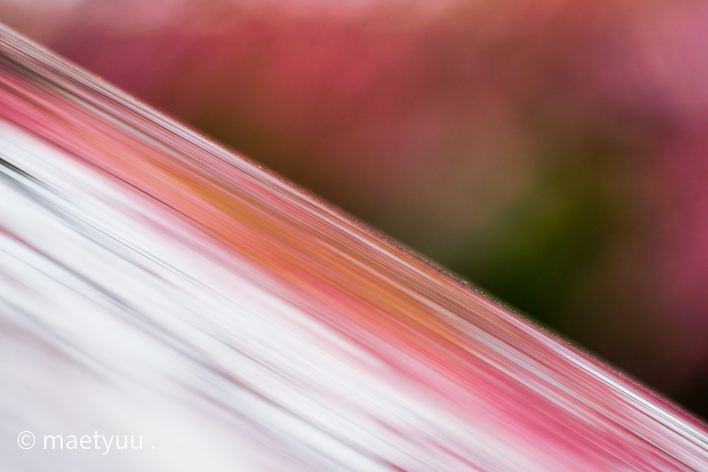 お花見