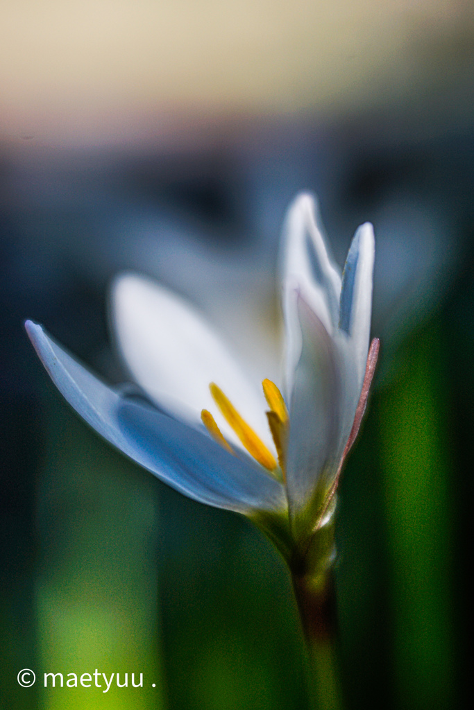 Zephyranthes candida