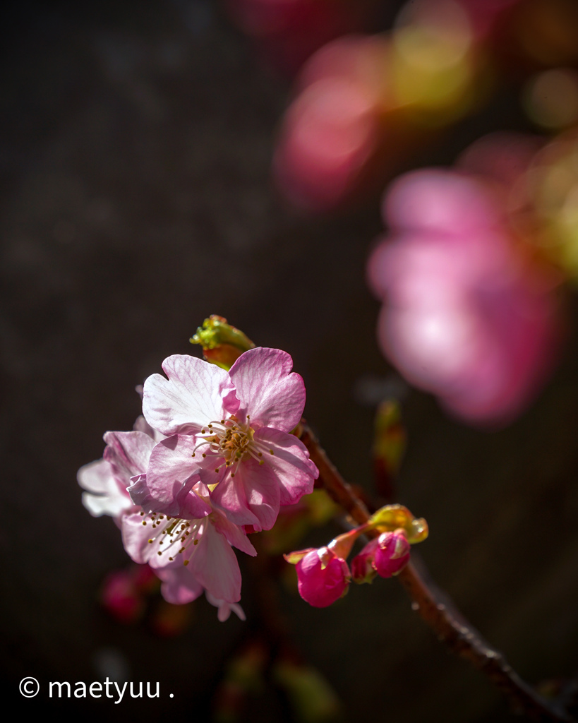 桜