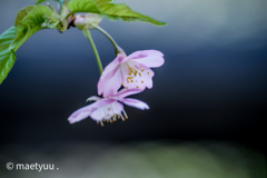 梅桃桜