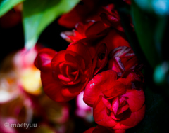 エントランスの花