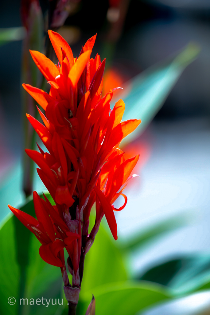 canna coccinea