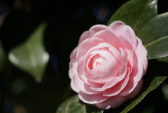 野生の薔薇