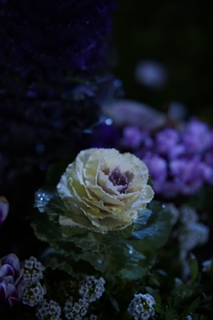 月明り