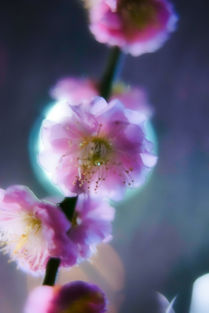 スマホ版lightroomの提供でお送りします