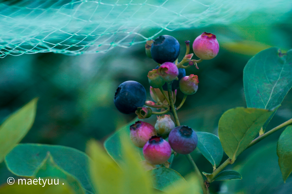 ネットの海は広大だわ