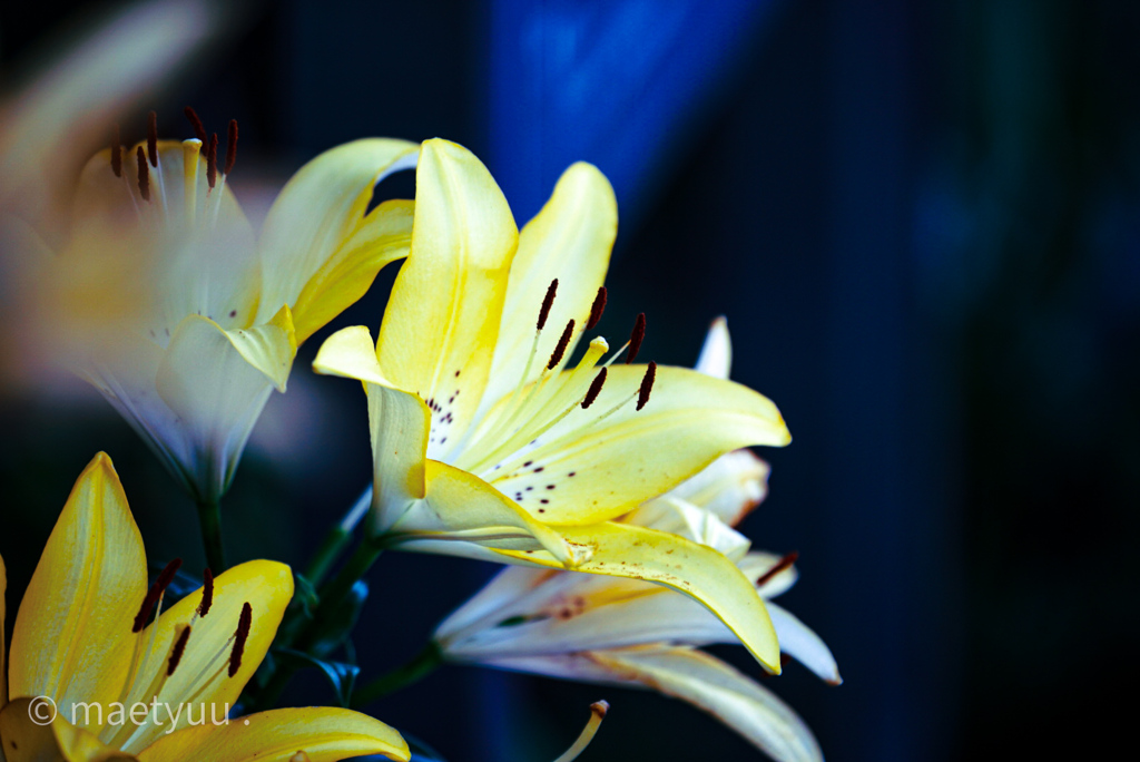 Lilium