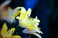 Lilium