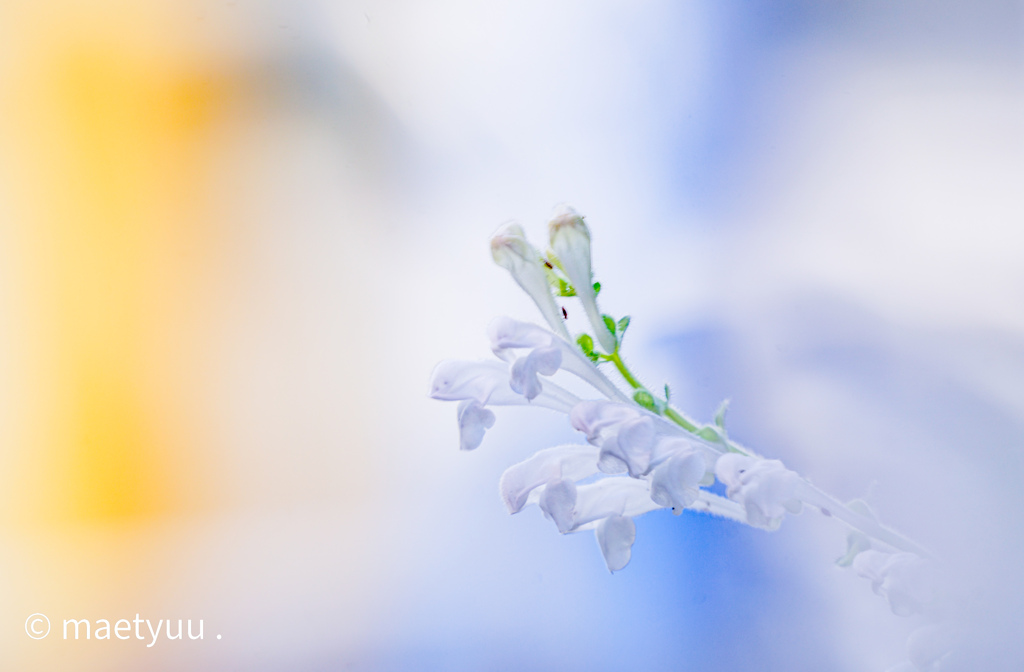 道端の花