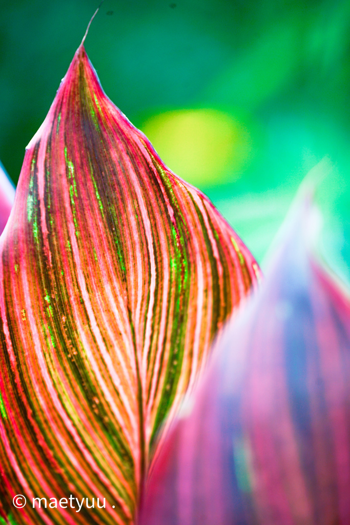 colorful leaves