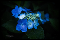 紫陽花