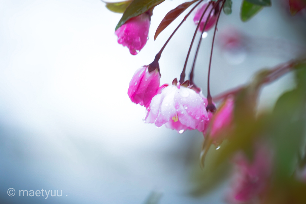 雪解けと桃花