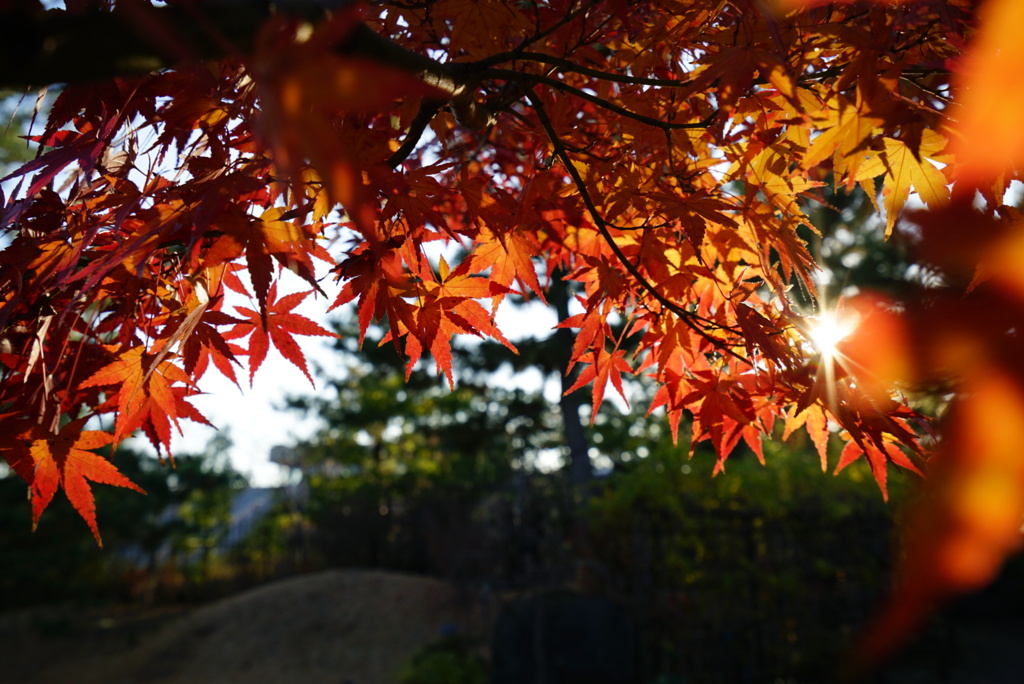 最後の紅葉