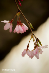 光る川面と初桜