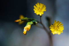 めっちゃちっさい花