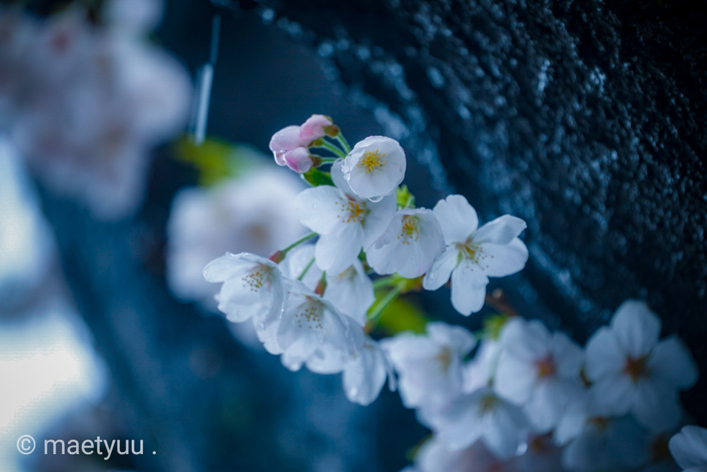 雪の日の桜