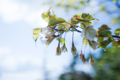 高原の桜