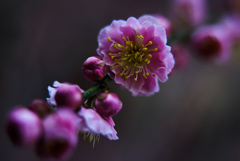 蕊が多い桃?の花