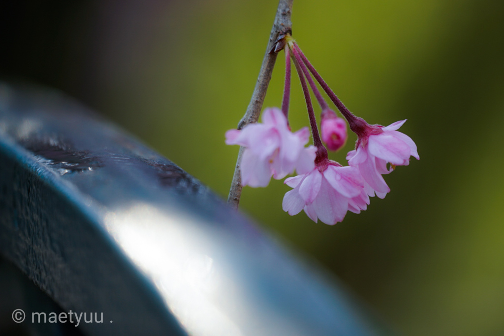 二ヶ領用水の桜
